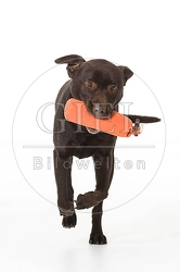 061543 Labrador Retriever