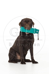 061544 Labrador Retriever