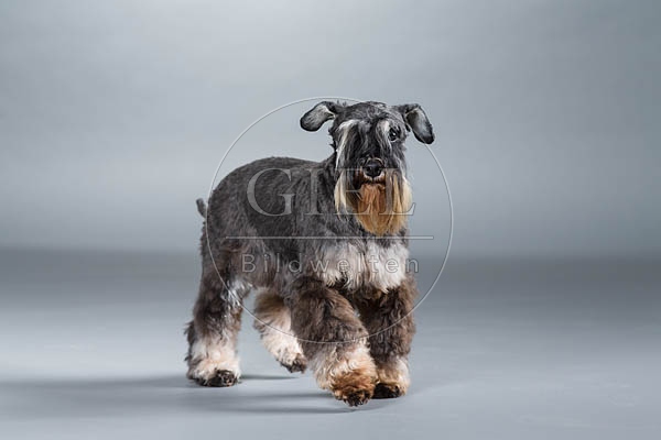 061545 Zwergschnauzer