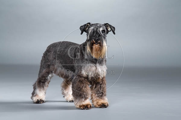 061546 Zwergschnauzer