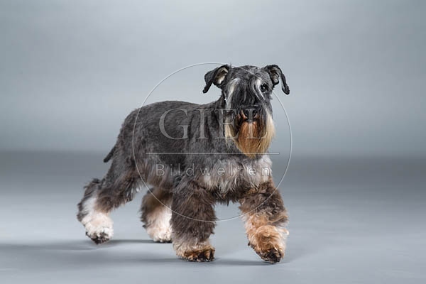 061547 Zwergschnauzer