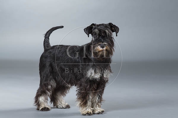 061549 Zwergschnauzer