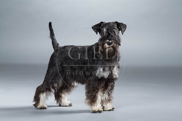061550 Zwergschnauzer