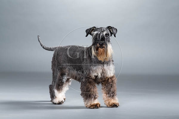061551 Zwergschnauzer