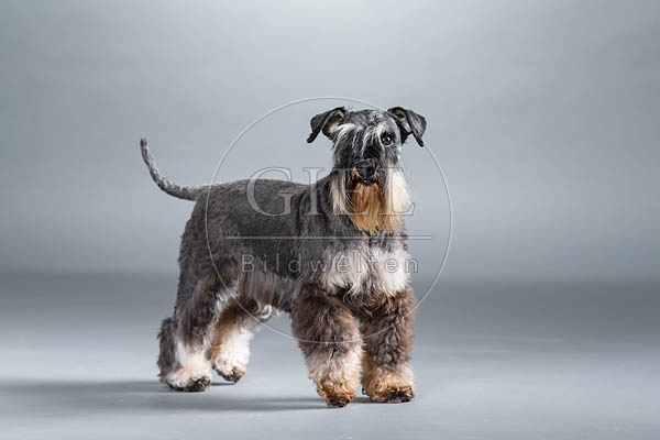 061552 Zwergschnauzer