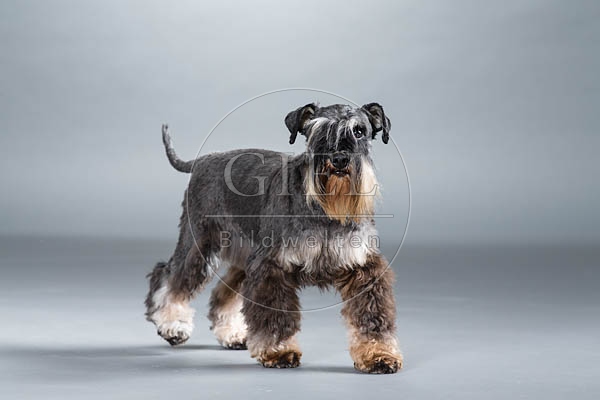 061553 Zwergschnauzer