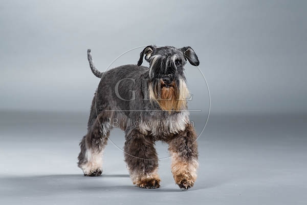 061554 Zwergschnauzer