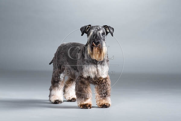061555 Zwergschnauzer