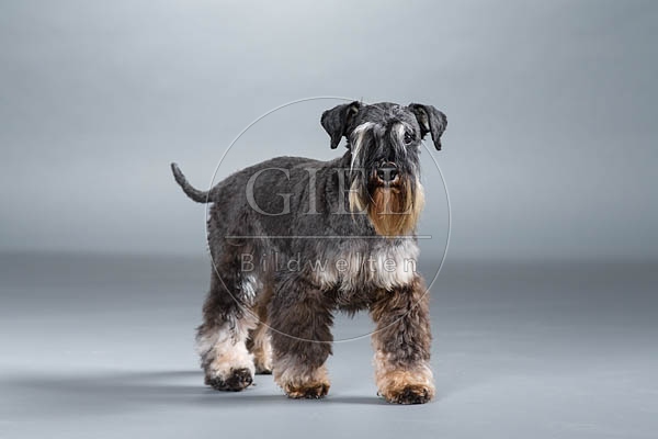 061556 Zwergschnauzer