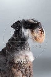 061557 Zwergschnauzer