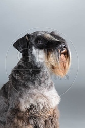 061558 Zwergschnauzer