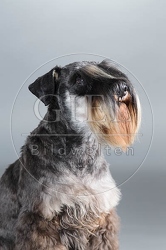 061559 Zwergschnauzer