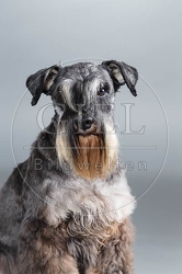 061560 Zwergschnauzer