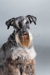 061561 Zwergschnauzer