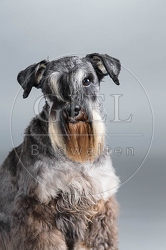 061562 Zwergschnauzer