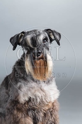 061563 Zwergschnauzer