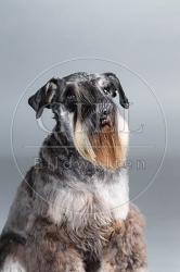 061564 Zwergschnauzer