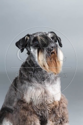 061565 Zwergschnauzer