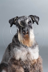 061566 Zwergschnauzer