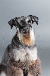 061567 Zwergschnauzer