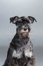 061568 Zwergschnauzer