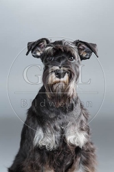 061569 Zwergschnauzer