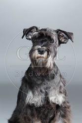 061570 Zwergschnauzer