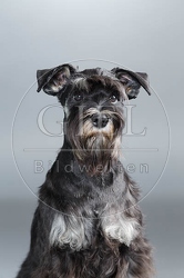 061571 Zwergschnauzer