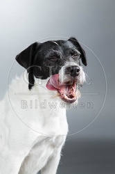 061572 Parson Russel Terrier