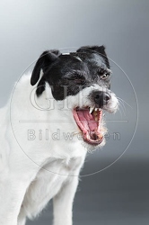 061573 Parson Russel Terrier