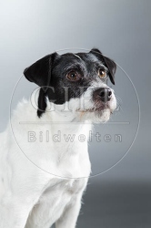 061574 Parson Russel Terrier