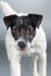 061576 Parson Russel Terrier