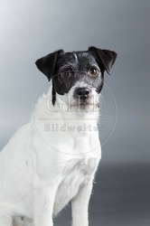 061577 Parson Russel Terrier