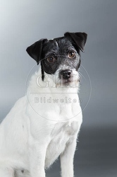 061578 Parson Russel Terrier