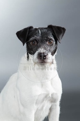 061579 Parson Russel Terrier