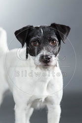 061581 Parson Russel Terrier