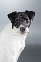 061582 Parson Russel Terrier