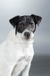 061583 Parson Russel Terrier