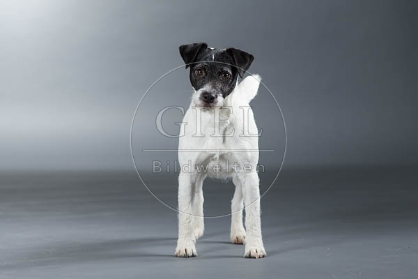 061584 Parson Russel Terrier