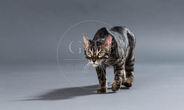 063511 Bengalkatze