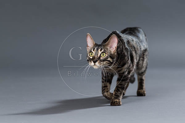 063512 Bengalkatze