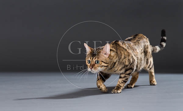 063514 Bengalkatze