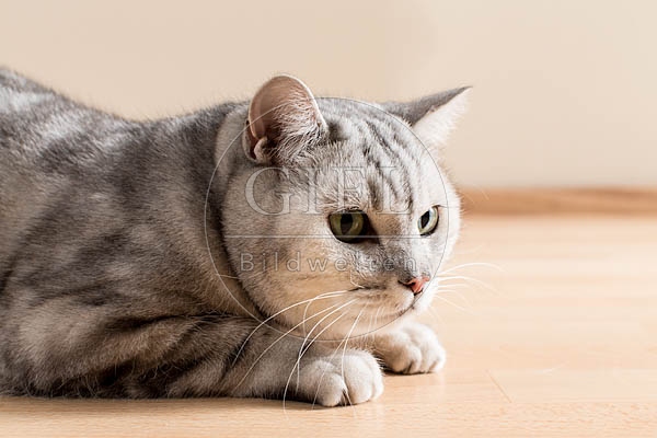 063686 Britisch Kurzhaar Katze