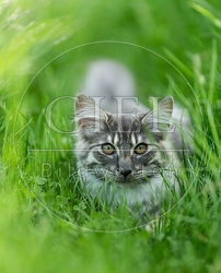 064536 junge Norwegische Waldkatze