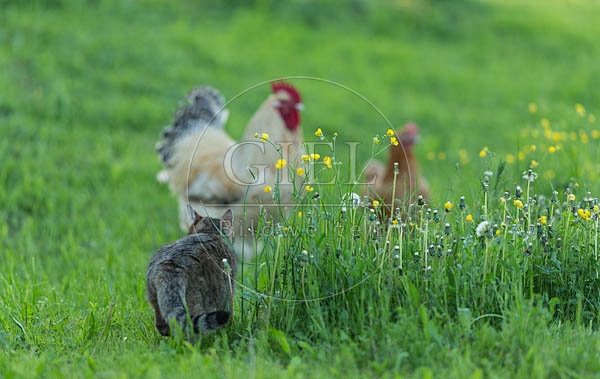 065022 Hauskatze trifft Niederrheiner Huehner