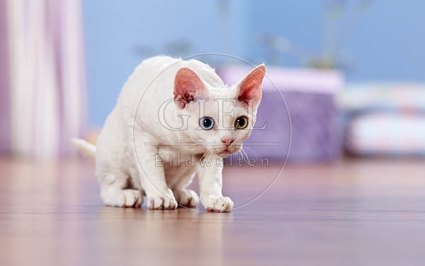 066482 Devon Rex Kaetzchen