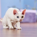 066482 Devon Rex Kaetzchen