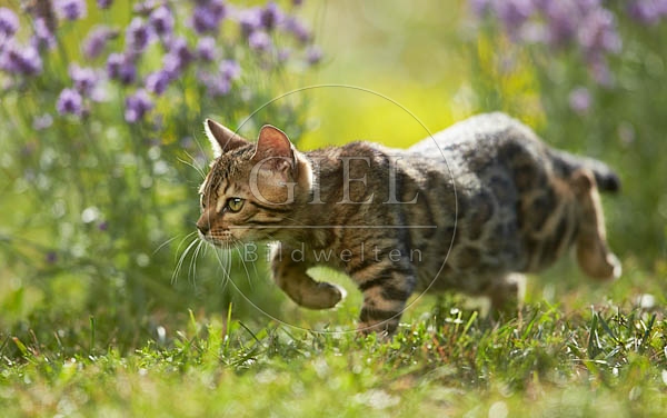 066803 junge Bengalkatze