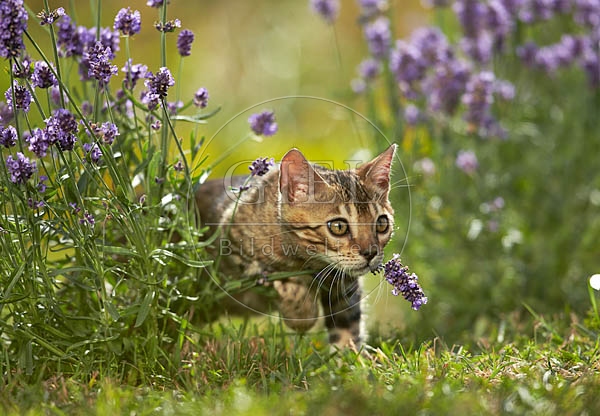 066840 junge Bengalkatze
