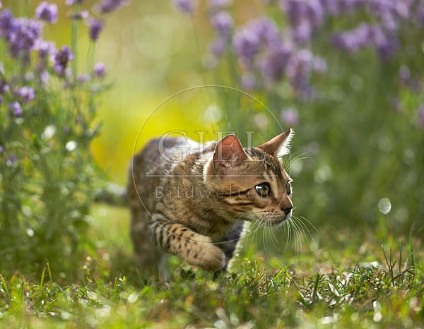 066841 junge Bengalkatze